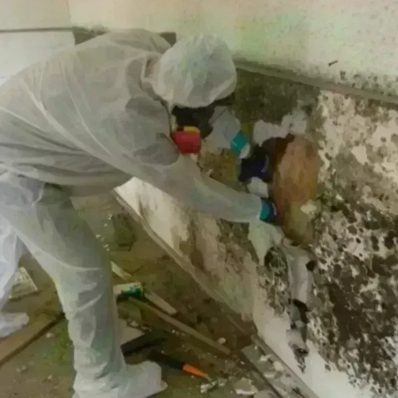 Mold Remediation and Removal in Carlsbad, NM